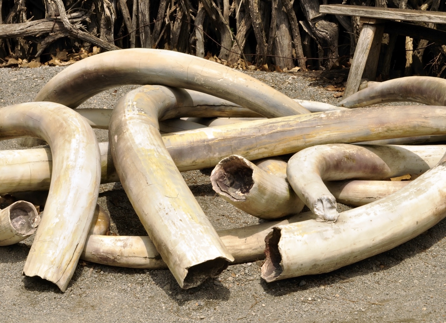 A stack of elephants' ivories which were sold illegally in the black market.