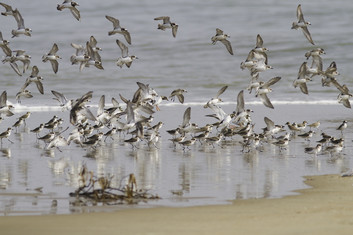 Born to fly: The life, journey, and trials of a migratory bird