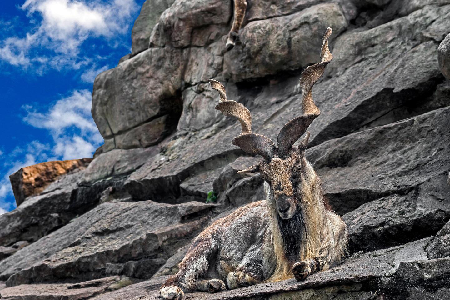 Can trophy hunting protect Asia’s wildlife?
