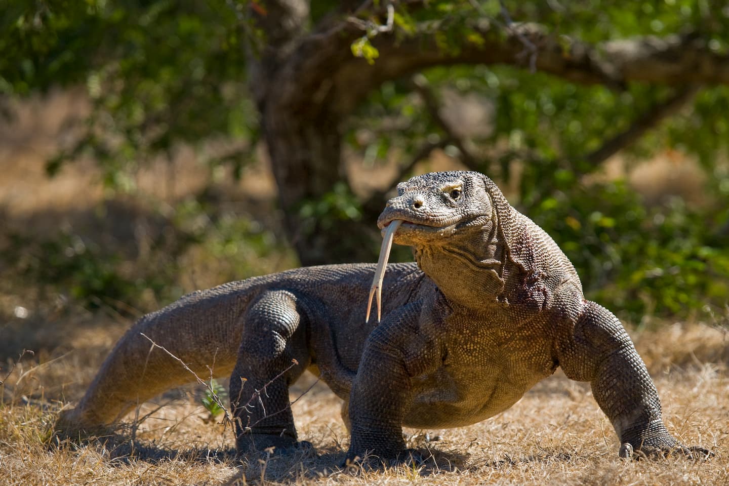 photo of a komodo dragon