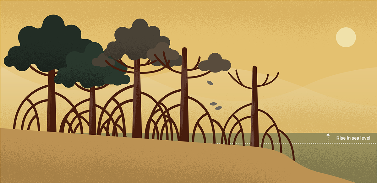 Forests by the Sea: Mangroves and why they are threatened