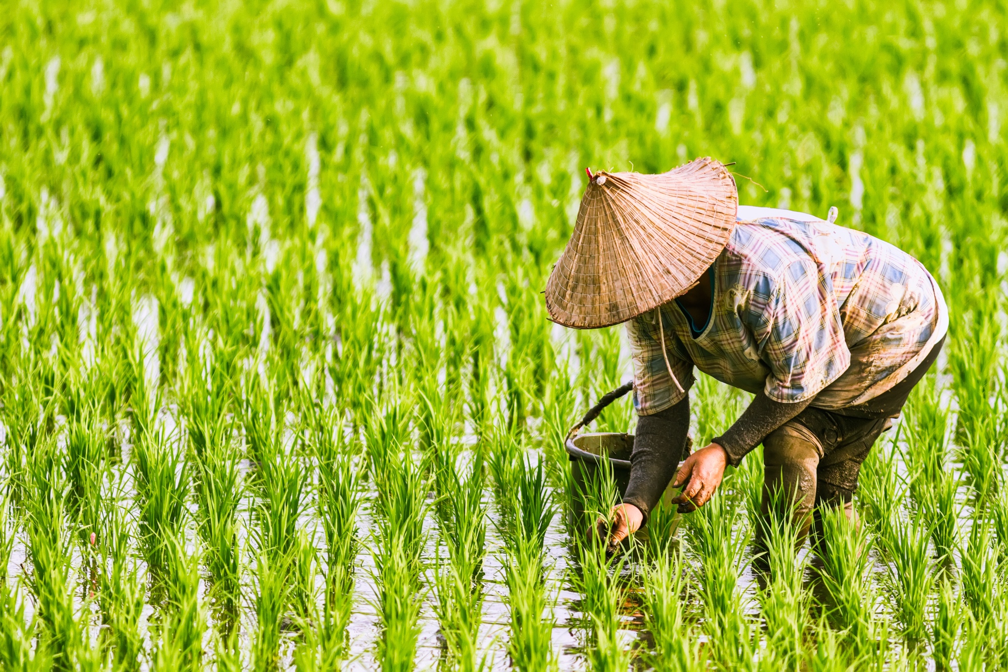 How does rice get to your plate?