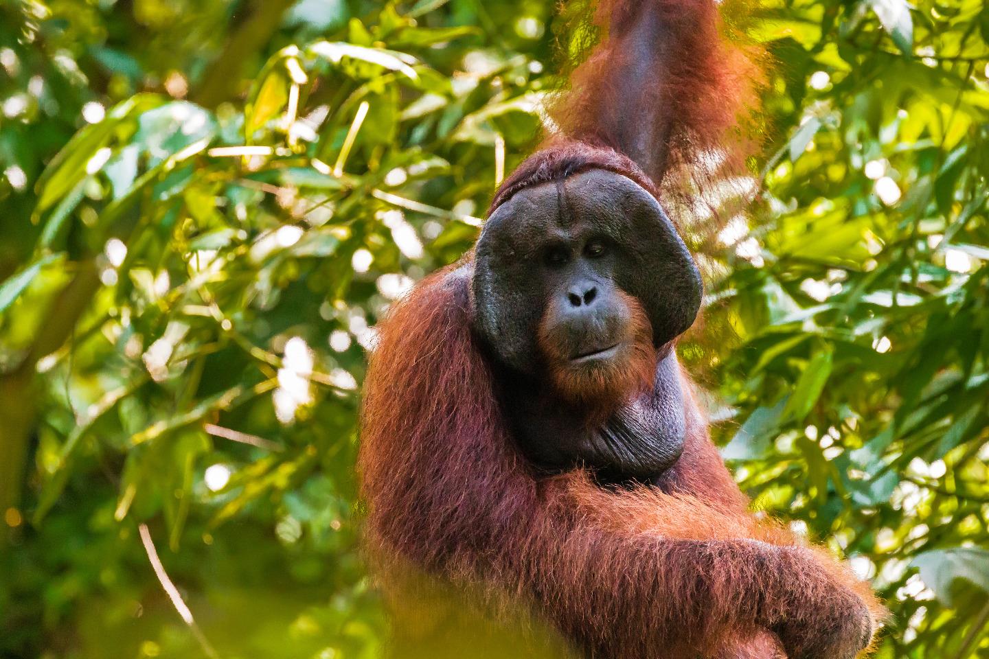 Indonesia’s new capital threatens Borneo’s orangutans, people, and dolphins