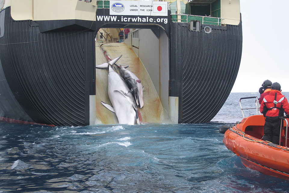 image of a whale getting caught