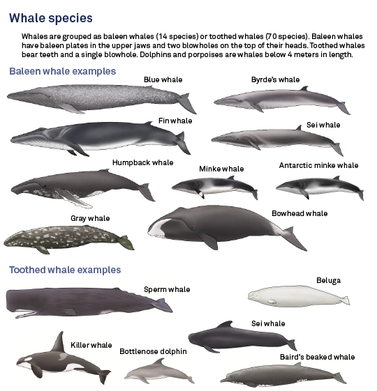 Japan resumes commercial whaling: what are the implications?