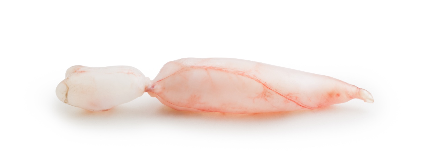 a photo of fish bladders, which are a primitive method of contraception
