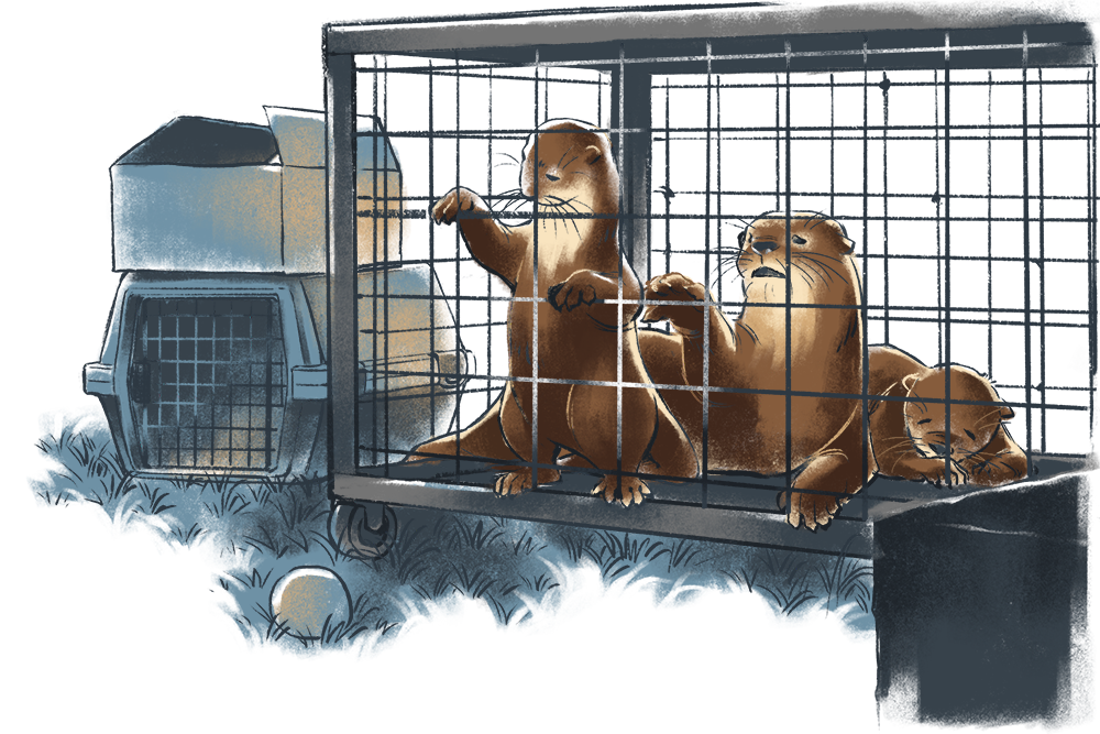 Wild Otters: Threatened and traded